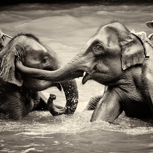 Elephants of Chiang Dao | Photo Essay
